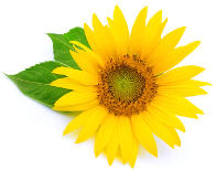 Helianthus