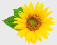Helianthus